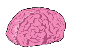 Brain